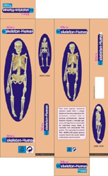 Skeleton Pharmaceutical and Anatomical Model Gifts